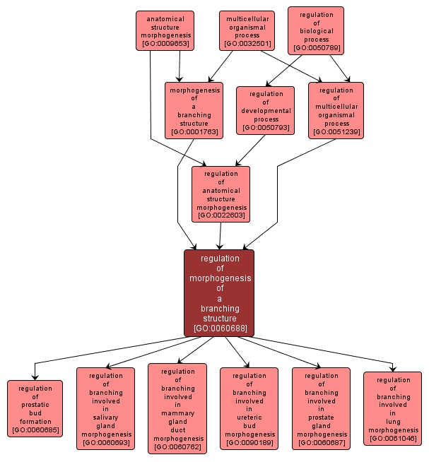 GO:0060688 - regulation of morphogenesis of a branching structure (interactive image map)