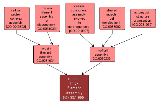 GO:0071688 - muscle thick filament assembly (interactive image map)