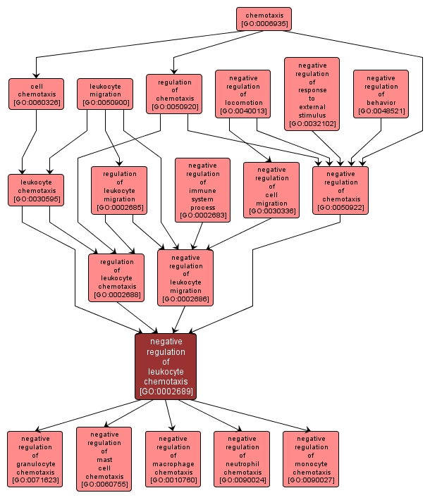 GO:0002689 - negative regulation of leukocyte chemotaxis (interactive image map)