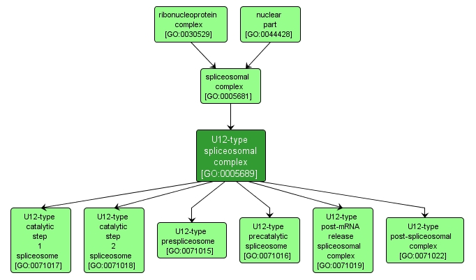 GO:0005689 - U12-type spliceosomal complex (interactive image map)