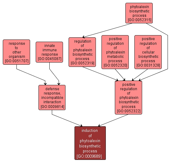 GO:0009689 - induction of phytoalexin biosynthetic process (interactive image map)