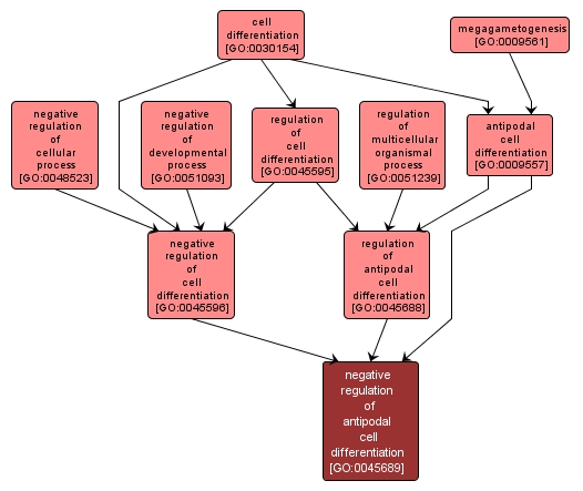 GO:0045689 - negative regulation of antipodal cell differentiation (interactive image map)