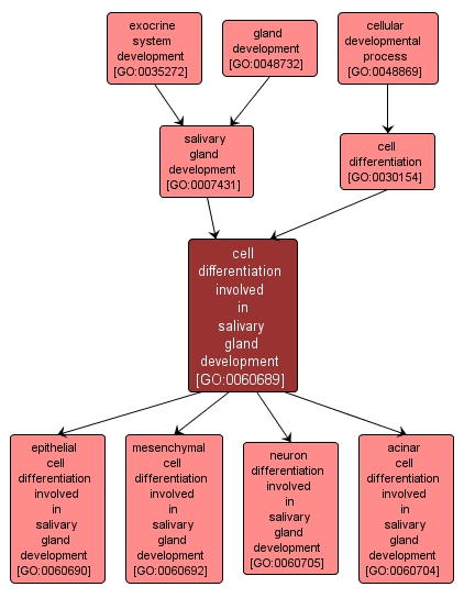 GO:0060689 - cell differentiation involved in salivary gland development (interactive image map)