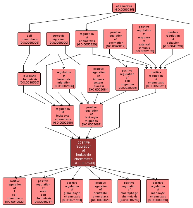 GO:0002690 - positive regulation of leukocyte chemotaxis (interactive image map)