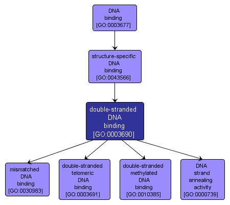 GO:0003690 - double-stranded DNA binding (interactive image map)