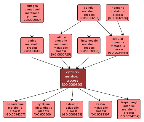 GO:0009690 - cytokinin metabolic process (interactive image map)