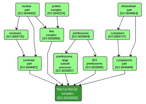 GO:0030690 - Noc1p-Noc2p complex (interactive image map)