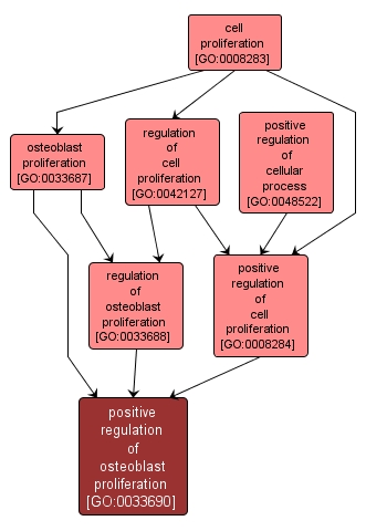 GO:0033690 - positive regulation of osteoblast proliferation (interactive image map)