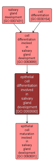 GO:0060690 - epithelial cell differentiation involved in salivary gland development (interactive image map)