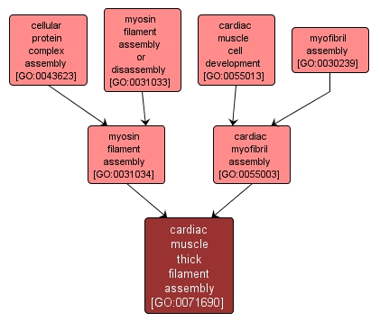 GO:0071690 - cardiac muscle thick filament assembly (interactive image map)