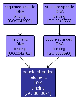GO:0003691 - double-stranded telomeric DNA binding (interactive image map)