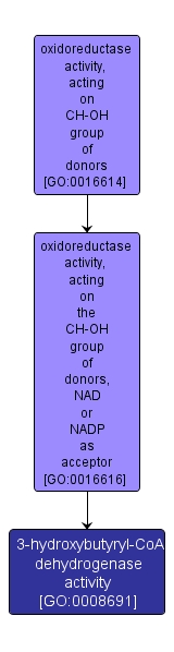 GO:0008691 - 3-hydroxybutyryl-CoA dehydrogenase activity (interactive image map)