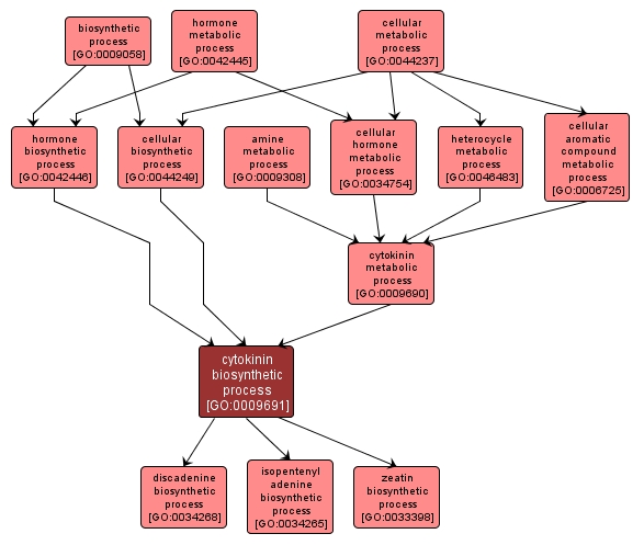 GO:0009691 - cytokinin biosynthetic process (interactive image map)