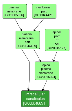 GO:0046691 - intracellular canaliculus (interactive image map)