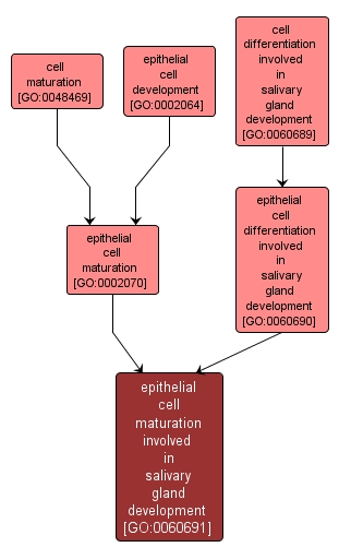 GO:0060691 - epithelial cell maturation involved in salivary gland development (interactive image map)