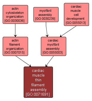 GO:0071691 - cardiac muscle thin filament assembly (interactive image map)