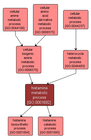 GO:0001692 - histamine metabolic process (interactive image map)