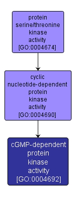 GO:0004692 - cGMP-dependent protein kinase activity (interactive image map)
