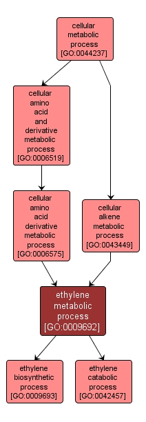 GO:0009692 - ethylene metabolic process (interactive image map)