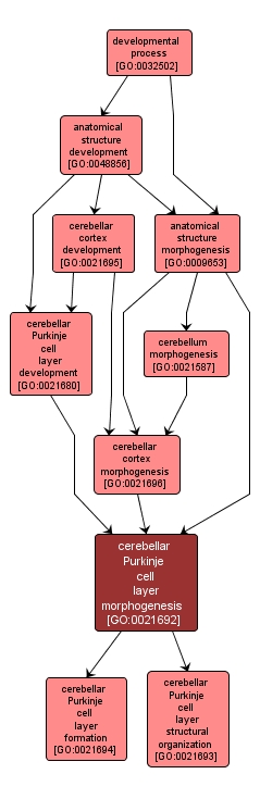GO:0021692 - cerebellar Purkinje cell layer morphogenesis (interactive image map)