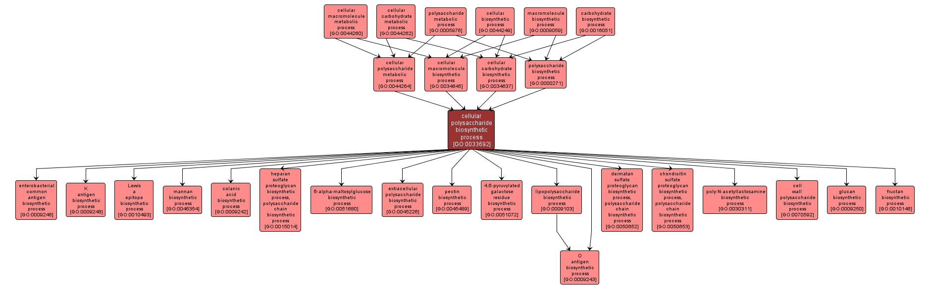 GO:0033692 - cellular polysaccharide biosynthetic process (interactive image map)