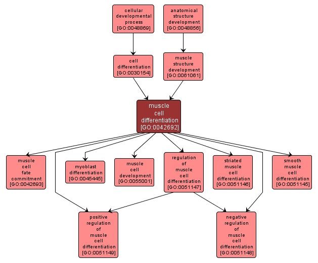 GO:0042692 - muscle cell differentiation (interactive image map)