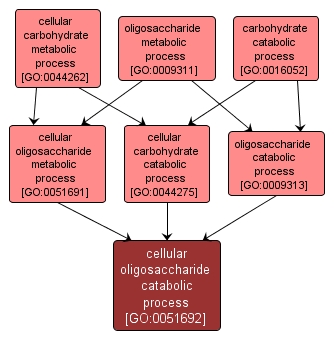 GO:0051692 - cellular oligosaccharide catabolic process (interactive image map)