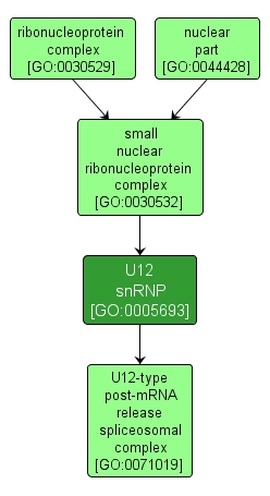 GO:0005693 - U12 snRNP (interactive image map)