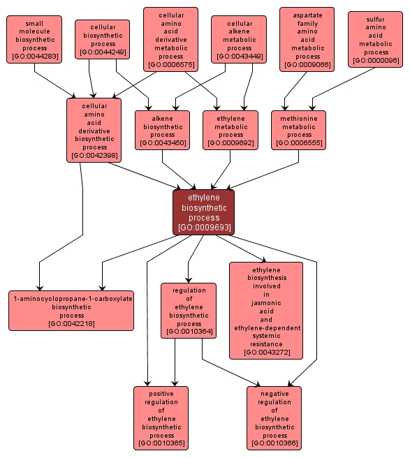 GO:0009693 - ethylene biosynthetic process (interactive image map)