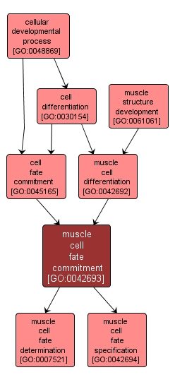 GO:0042693 - muscle cell fate commitment (interactive image map)