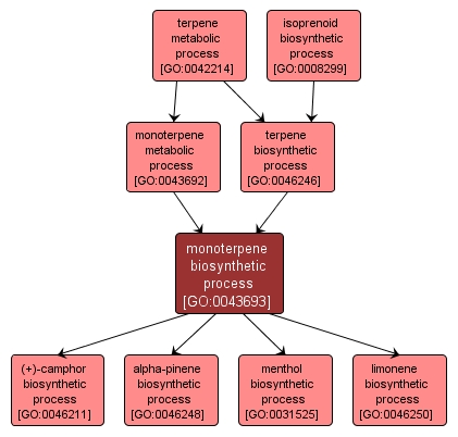 GO:0043693 - monoterpene biosynthetic process (interactive image map)