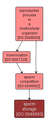 GO:0046693 - sperm storage (interactive image map)
