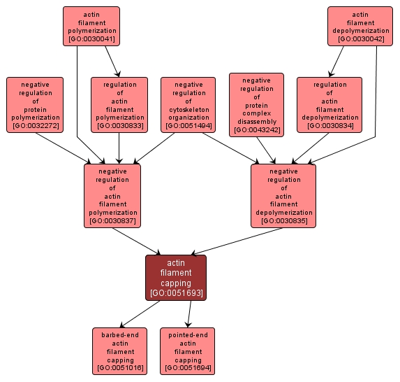 GO:0051693 - actin filament capping (interactive image map)