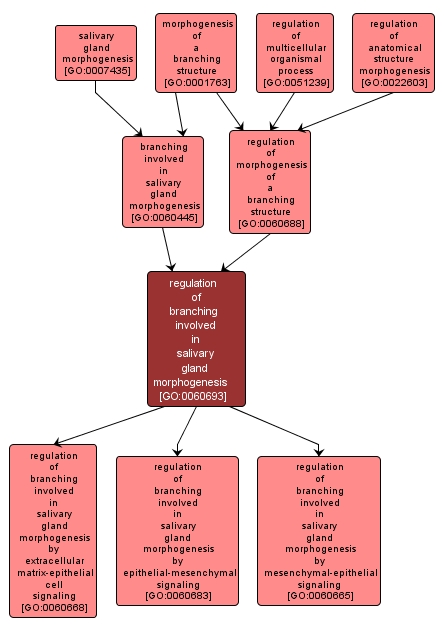 GO:0060693 - regulation of branching involved in salivary gland morphogenesis (interactive image map)