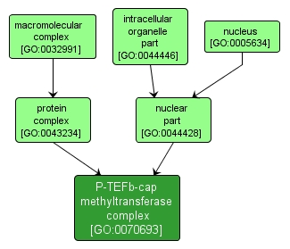 GO:0070693 - P-TEFb-cap methyltransferase complex (interactive image map)