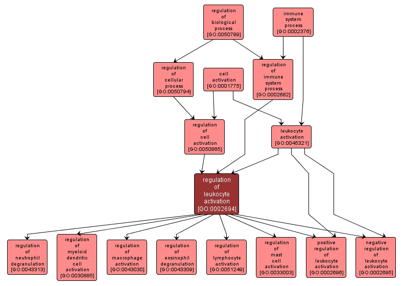 GO:0002694 - regulation of leukocyte activation (interactive image map)