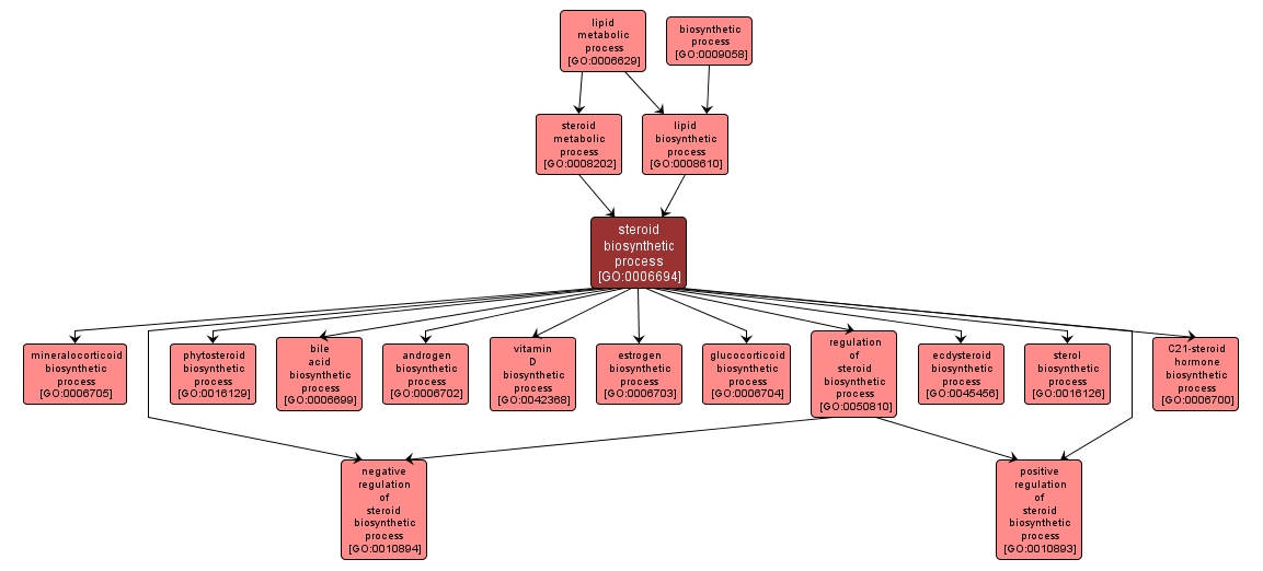 GO:0006694 - steroid biosynthetic process (interactive image map)