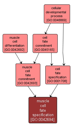 GO:0042694 - muscle cell fate specification (interactive image map)
