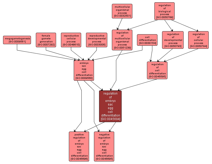 GO:0045694 - regulation of embryo sac egg cell differentiation (interactive image map)