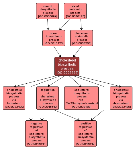 GO:0006695 - cholesterol biosynthetic process (interactive image map)