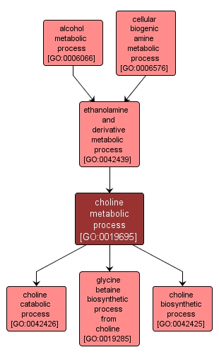 GO:0019695 - choline metabolic process (interactive image map)