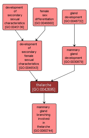 GO:0042695 - thelarche (interactive image map)