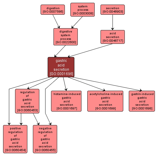 GO:0001696 - gastric acid secretion (interactive image map)