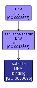 GO:0003696 - satellite DNA binding (interactive image map)