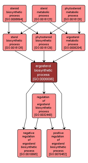 GO:0006696 - ergosterol biosynthetic process (interactive image map)