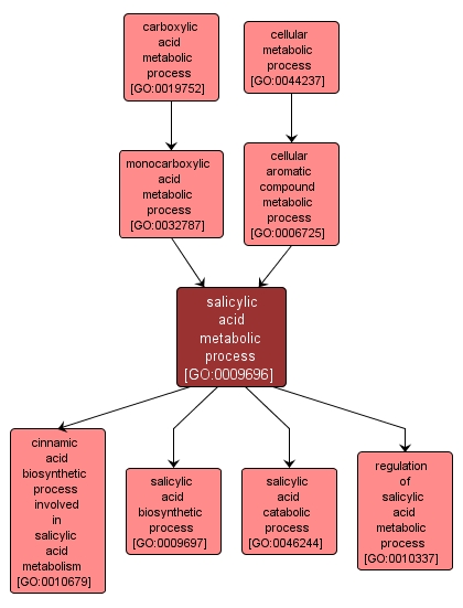 GO:0009696 - salicylic acid metabolic process (interactive image map)