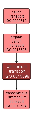 GO:0015696 - ammonium transport (interactive image map)