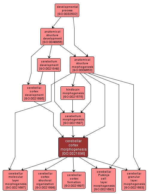 GO:0021696 - cerebellar cortex morphogenesis (interactive image map)