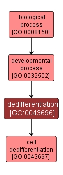 GO:0043696 - dedifferentiation (interactive image map)