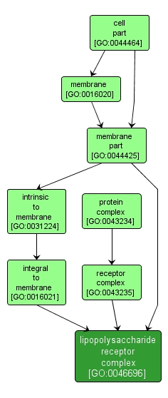 GO:0046696 - lipopolysaccharide receptor complex (interactive image map)